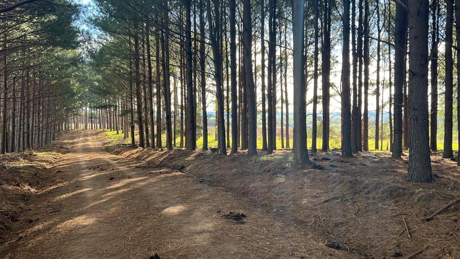 Estancia Pinos de la Quebrada Quebrada de los Cuervos Exterior foto