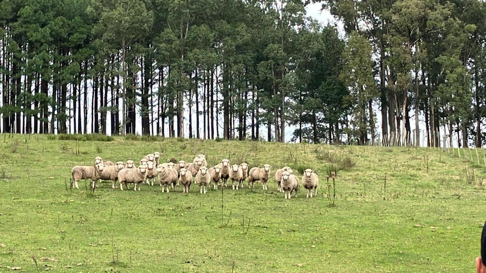 Estancia Pinos de la Quebrada Quebrada de los Cuervos Exterior foto
