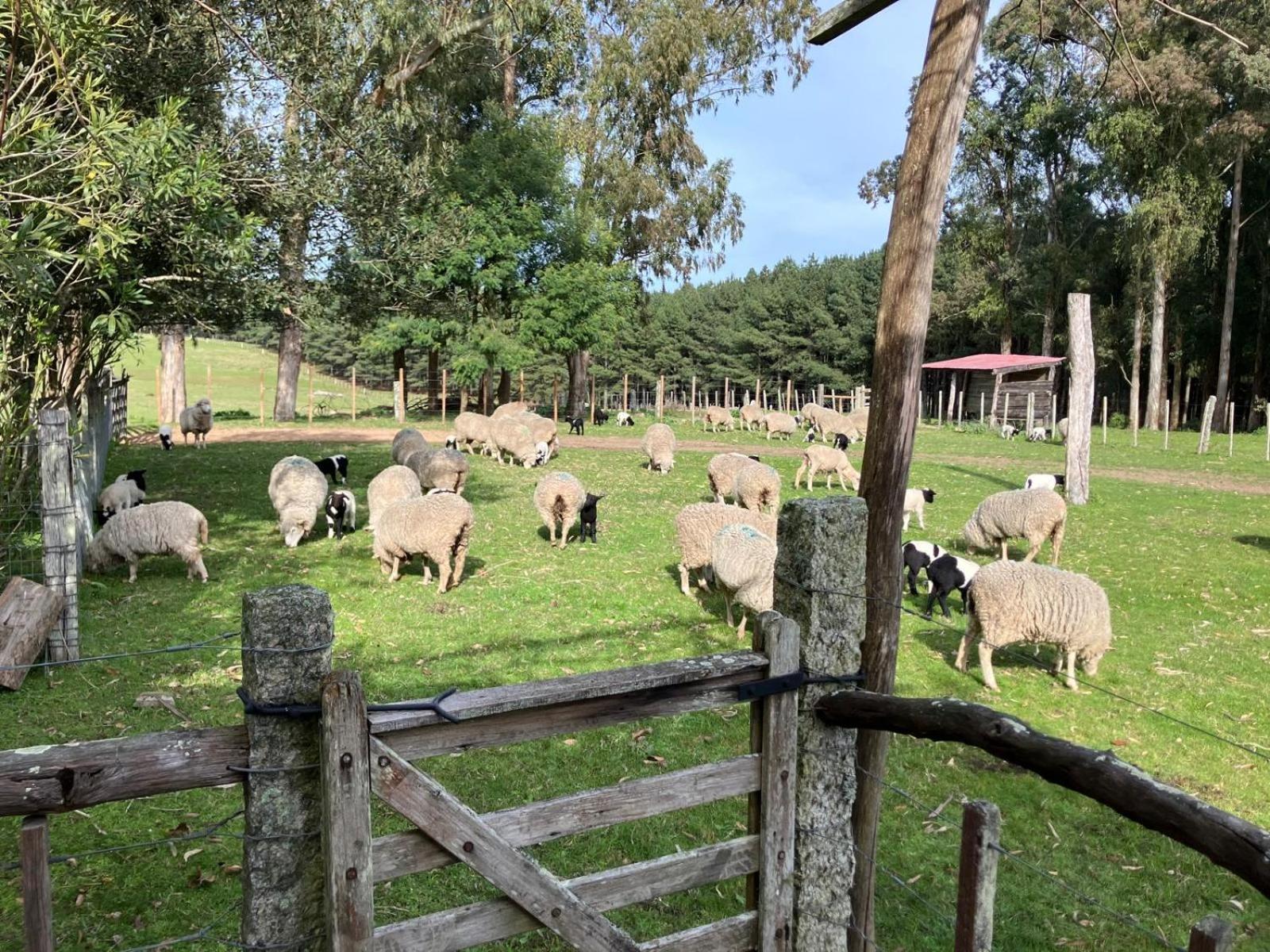 Estancia Pinos de la Quebrada Quebrada de los Cuervos Exterior foto